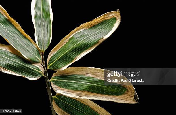 sasa veitchii (kuma bamboo grass) - leaf - veitchii stock pictures, royalty-free photos & images