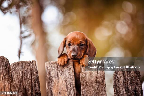 perro pequeño mirando por encima de la valla - mirar por encima fotografías e imágenes de stock