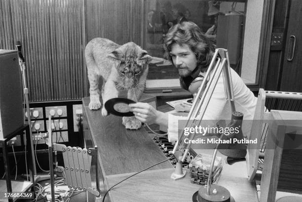 English disc jockey and host of The Radio 1 Breakfast Show, Noel Edmonds in a studio with a lion cub, 1st September 1973.