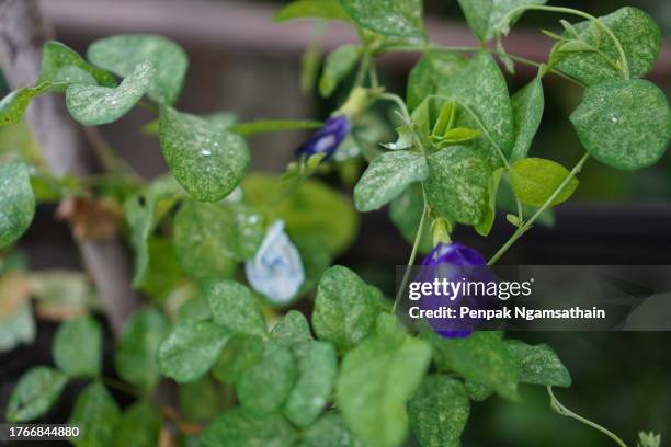 blue butterfly pea violet color flower clitoria ternatea l. in soft focus on green blur nature background flowering vine blooming in garden, which grows in tropics of asia, clitoria ternatea single blue - clitoria - fotografias e filmes do acervo