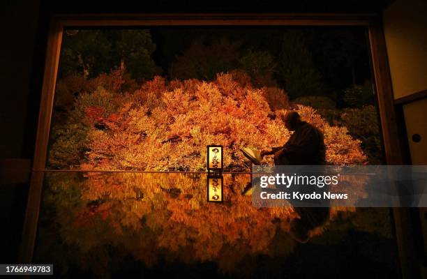 Photo shows autumn foliage of Enkianthus perulatus shrubs, known as dodan-tsutsuji in Japanese, at Ankoku-ji temple in Toyooka in Hyogo Prefecture,...