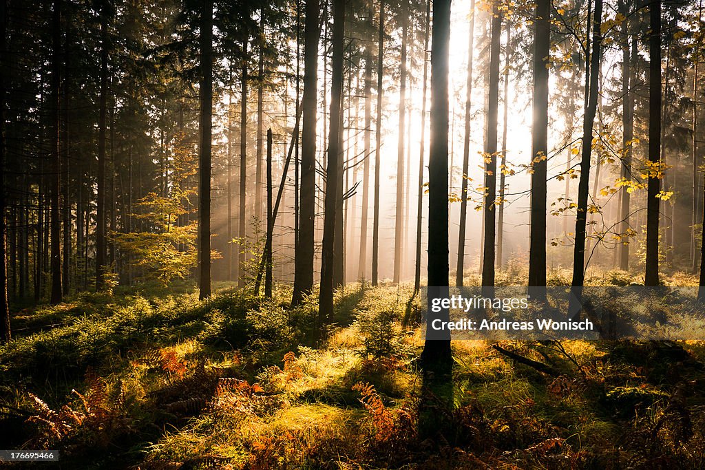 Fall Forest with Sunrays