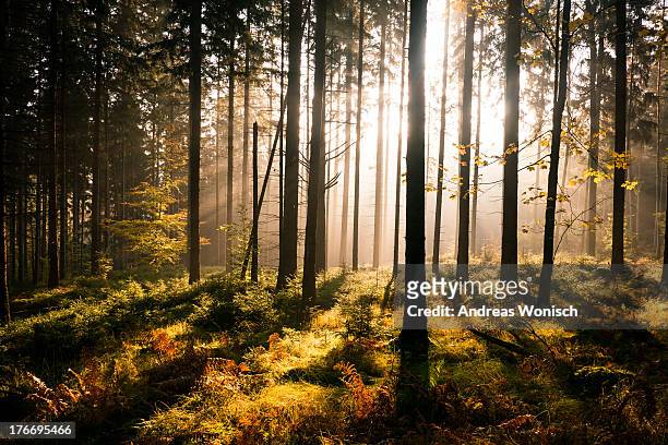 fall forest with sunrays - saxony stock pictures, royalty-free photos & images