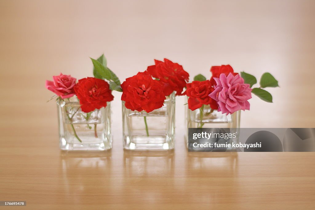 Miniature roses