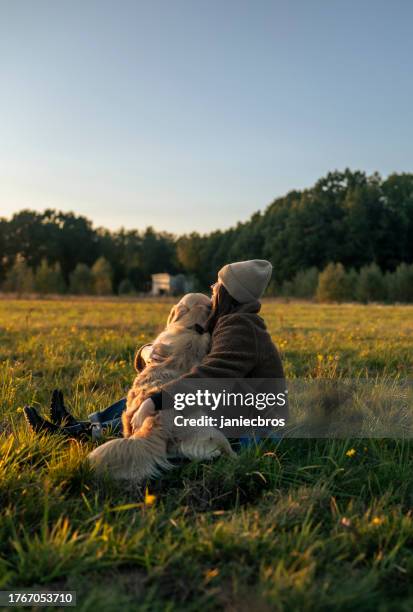 woman playing with golden retriever dog in the grass field. holding the dog - golden retriever stock pictures, royalty-free photos & images