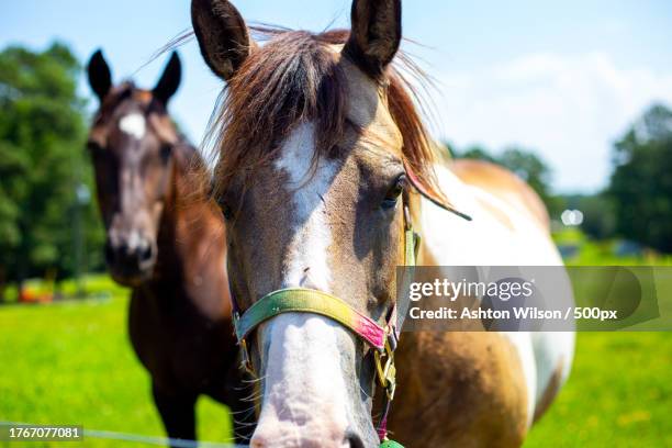 portrait of horses standing on field against sky,decatur,alabama,united states,usa - decatur stock pictures, royalty-free photos & images