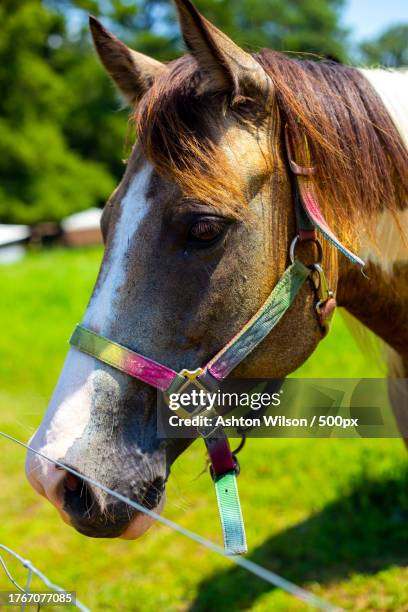 close-up of thoroughbred pony standing on field,decatur,alabama,united states,usa - decatur stock pictures, royalty-free photos & images