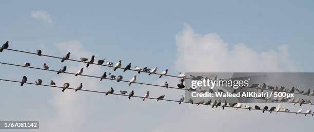 low angle view of birds perching on cable against sky,salalah,dhofar,oman - airshow stockfoto's en -beelden