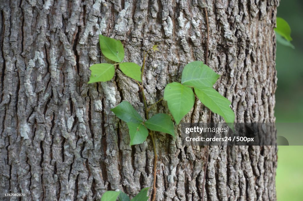 Close-up of tree trunk,Norwell,Massachusetts,United States,USA