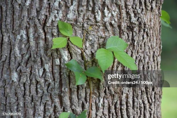 close-up of tree trunk,norwell,massachusetts,united states,usa - toxicodendron diversilobum stock pictures, royalty-free photos & images