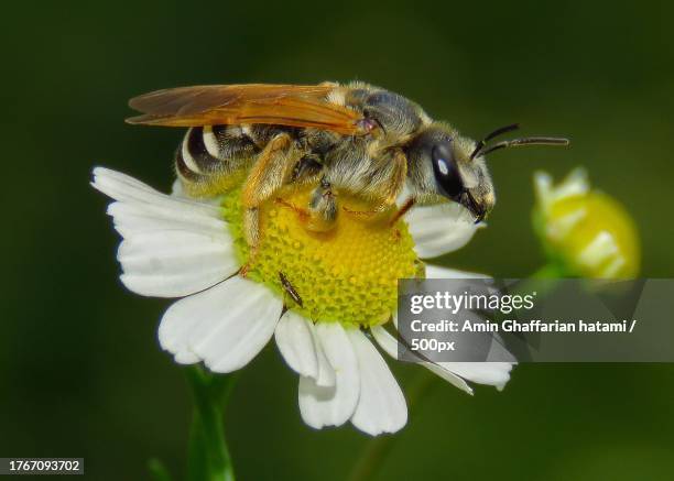 close-up of bee on yellow flower - ローヤルゼリー ストックフォトと画像