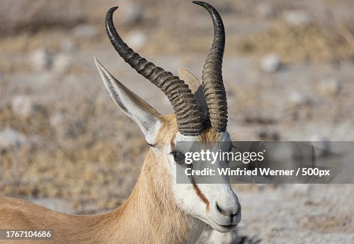 Close-up of goat standing on land