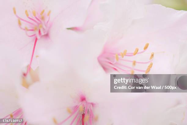 close-up of pink cherry blossom,netherlands - cor de rosa fotografías e imágenes de stock