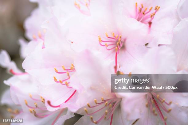 close-up of pink cherry blossom - cor de rosa fotografías e imágenes de stock