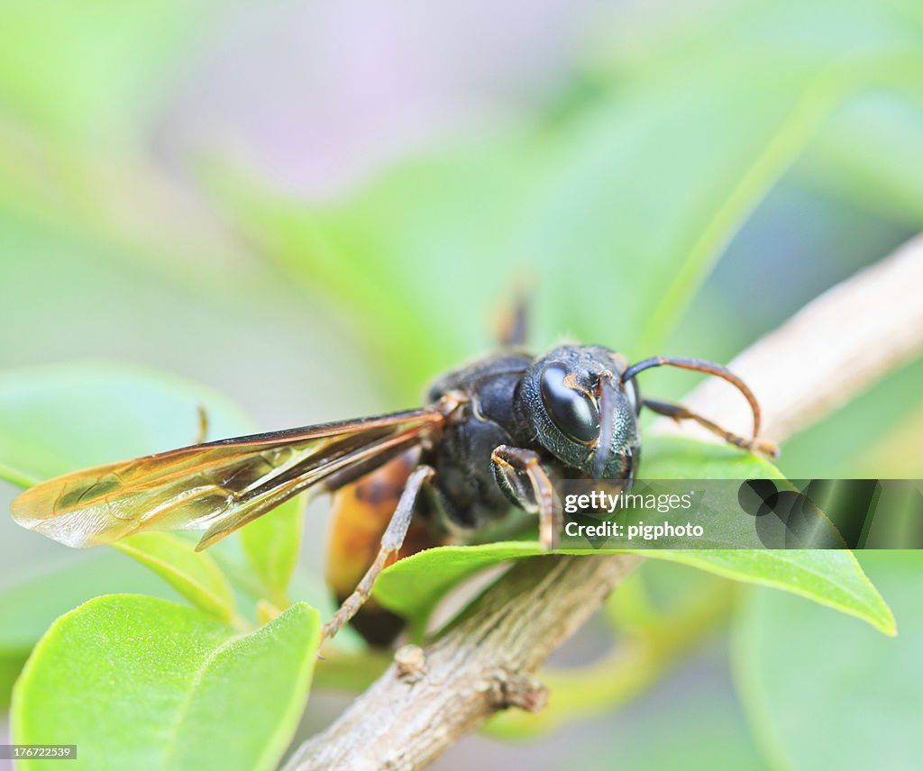 Closeup Wasps Are Aggressive Insects High-Res Stock Photo - Getty Images