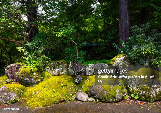 Moss on rocks, Shizuoka prefecture, Izu, Japan on August 15, 2023 in Izu, Japan.