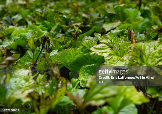 Cultivation of wasabi crops, Shizuoka prefecture, Izu, Japan on August 15, 2023 in Izu, Japan.