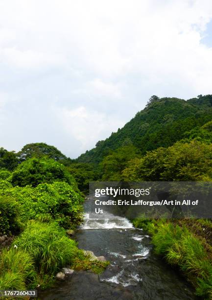 Cultivation of wasabi crops in the hills, Shizuoka prefecture, Izu, Japan on August 15, 2023 in Izu, Japan.