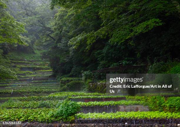 Cultivation of wasabi crops in the hills, Shizuoka prefecture, Ikadaba, Japan on August 15, 2023 in Ikadaba, Japan.