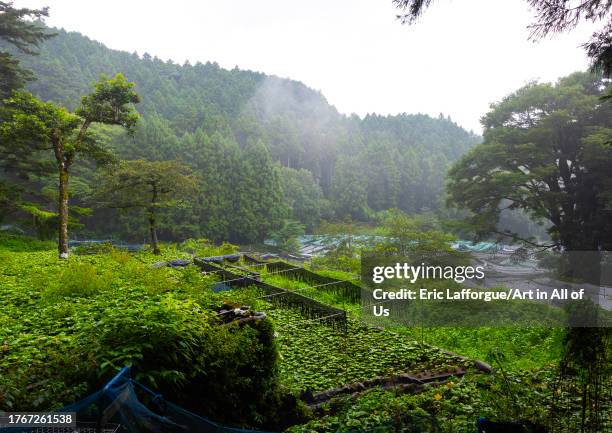 Cultivation of wasabi crops in the hills, Shizuoka prefecture, Ikadaba, Japan on August 15, 2023 in Ikadaba, Japan.