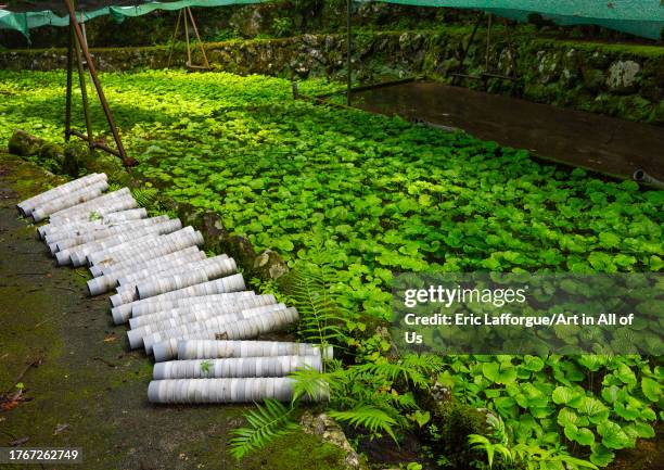 Cultivation of wasabi crops, Shizuoka prefecture, Izu, Japan on August 15, 2023 in Izu, Japan.