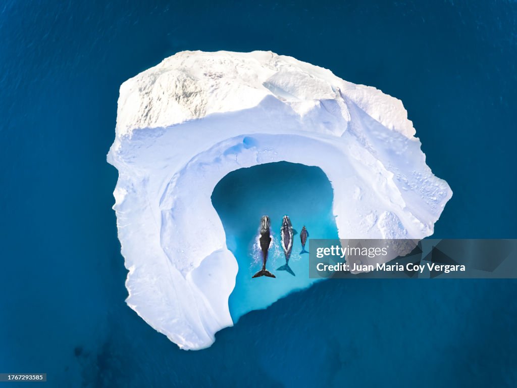 Top view of a couple of Humpback Whale (Megaptera novaeangliae) with his baby swimming together among of icebergs in Greenland, Ilulissat Icefjord, Unesco World Heritage Site, Greenland. Concepts Parents, Safety, Support, Care and Protection