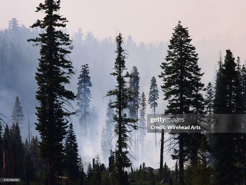 Forest management burn in Yosemite