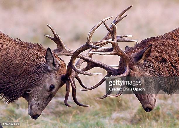 red deer - animals fighting stock pictures, royalty-free photos & images