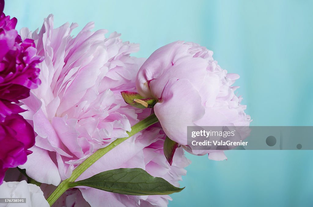 Pink peonies of blue-green background.