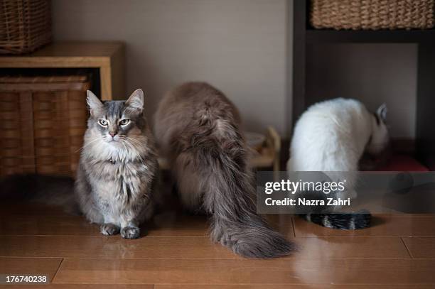 two cats eating and one cat standing - munchkin cat bildbanksfoton och bilder