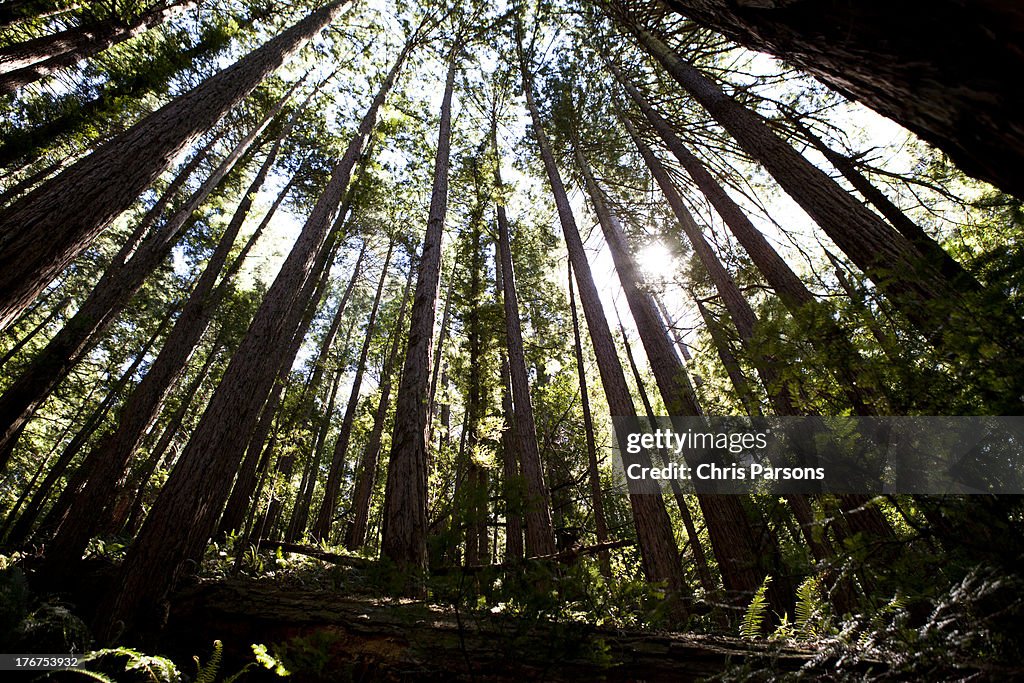 Giant redwood trees in California