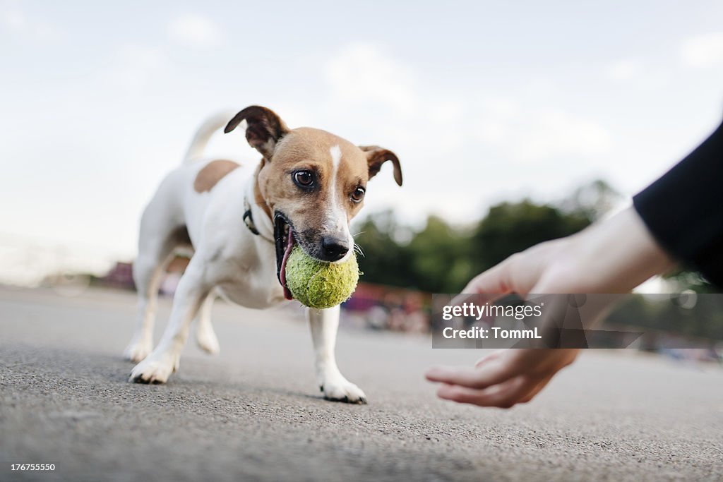 Pequeno cão (Jack Russel) quer jogar com bola