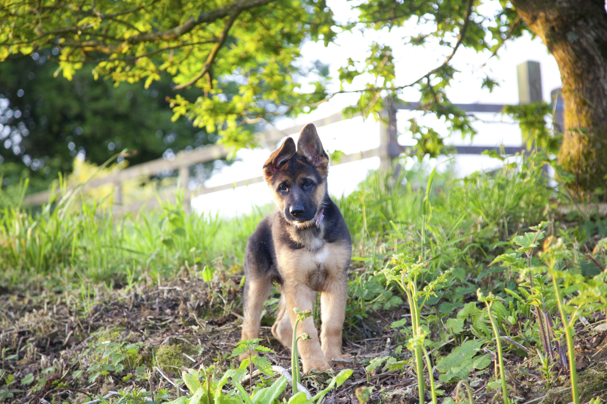 playful german shepherd puppy