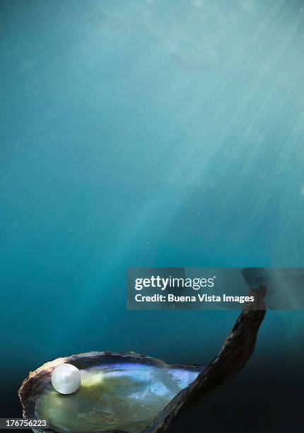 pearl oyster with pearl underwater - oyster shell pearl stock pictures, royalty-free photos & images