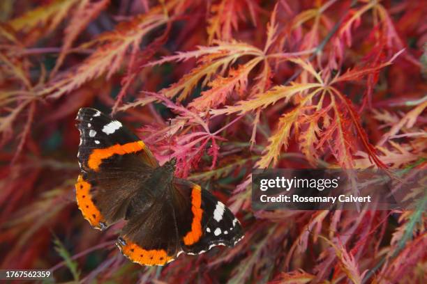 red admiral butterfly, vanessa atalanta, on autumn maple. - vanessa atalanta stock pictures, royalty-free photos & images