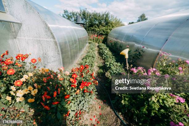 vegetable garden with greenhouse, growing vegetables, proper healthy food - world kindness day stock pictures, royalty-free photos & images