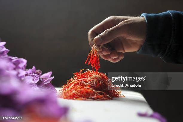 Close-up view of freshly collected threads as saffron harvesting season begins in Pampore area of Pulwama district on November 06, 2023. Saffron, a...