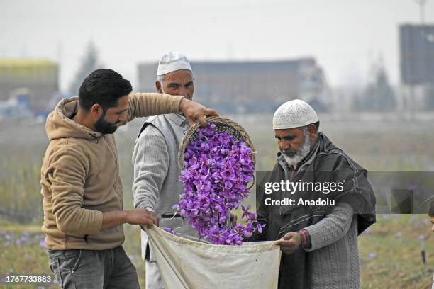 Farmers collect saffron flowers as harvesting season begins in Pampore area of Pulwama district on November 06, 2023. Saffron, a spice derived from...