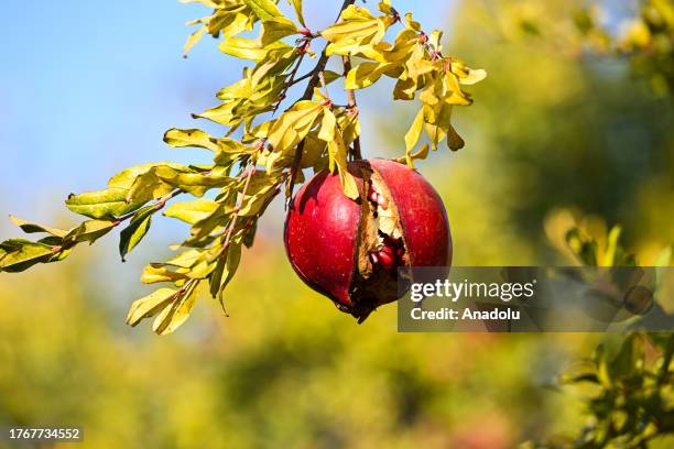 View of pomegranates at a farm along W Lerdo Hwy, Spicer City of Kern County in California, United States on November 06, 2023.