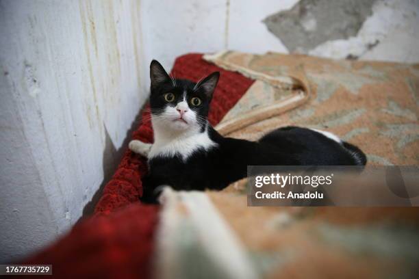 Mustafa Colakoglu , a retired civil engineer takes care of the cats at his house with a garden, located in the middle of business centers at the...