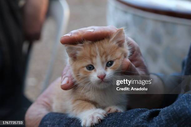 Mustafa Colakoglu, a retired civil engineer takes care of the cats at his house with a garden, located in the middle of business centers at the...