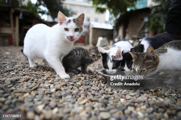 Cats drink milk as Mustafa Colakoglu , a retired civil engineer takes care of the cats at his house with a garden, located in the middle of business...