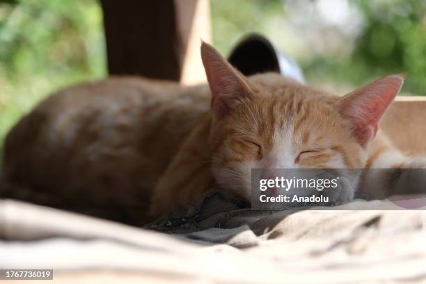 Cat sleeps as Mustafa Colakoglu , a retired civil engineer takes care of the cats at his house with a garden, located in the middle of business...