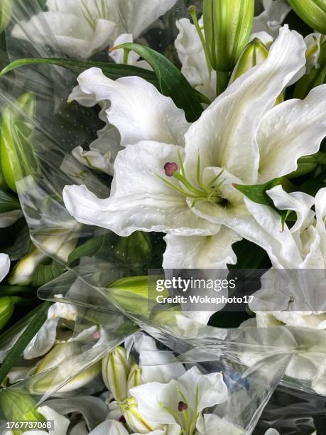 white lily flower - madonna lily stock pictures, royalty-free photos & images