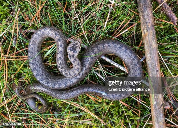 November 2023, Brandenburg, Briesen: A smooth snake , also known as a smooth snake, can be seen on the forest floor. Photo: Patrick Pleul/dpa