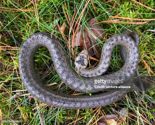 November 2023, Brandenburg, Briesen: A smooth snake , also known as a smooth snake, can be seen on the forest floor. Photo: Patrick Pleul/dpa