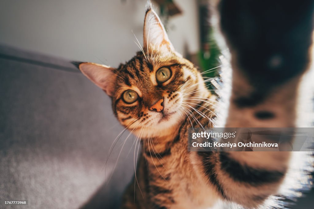 Ginger cat taking a selfie shot and looking seriously. Cute cat with green eyes