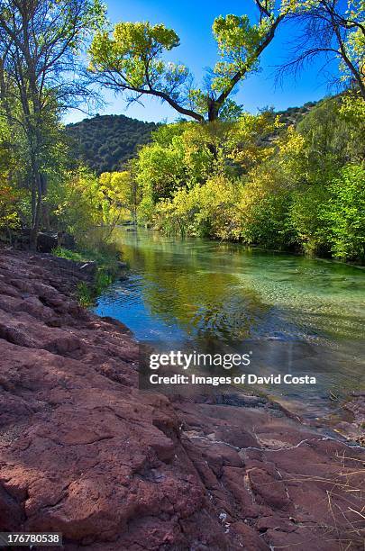 Tree Fossil Photos and Premium High Res Pictures - Getty Images