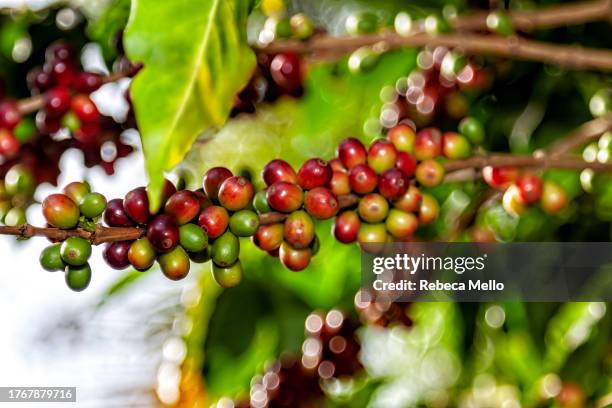 coffee tree branch with its fruits. - アラビカ種 ストックフォトと画像