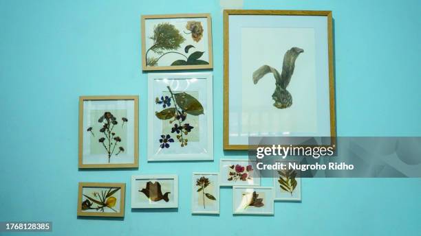 arrangement home decoration of dried plant herbarium in wood frame - herbarium stock pictures, royalty-free photos & images